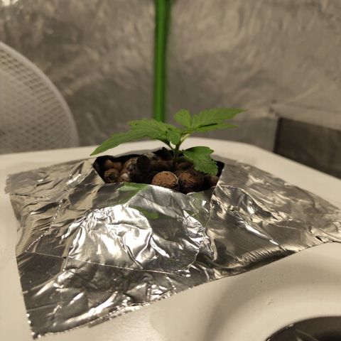 CBD Crack #2 growlog timeline photo