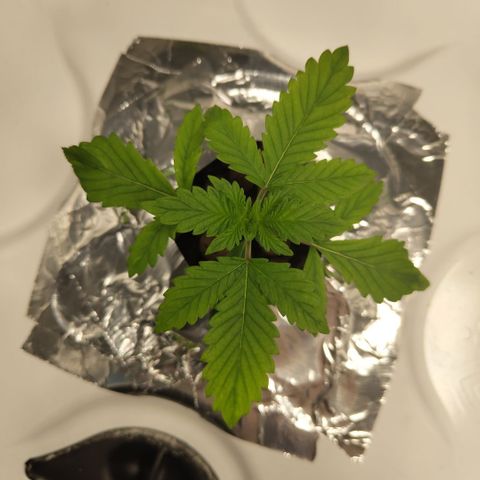DarkDevil #2 growlog timeline photo