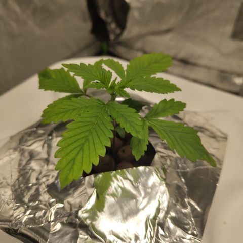 DarkDevil #2 growlog timeline photo