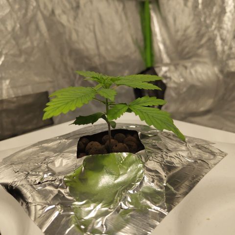DarkDevil #2 growlog timeline photo