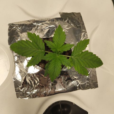 CBD Crack #2 growlog timeline photo