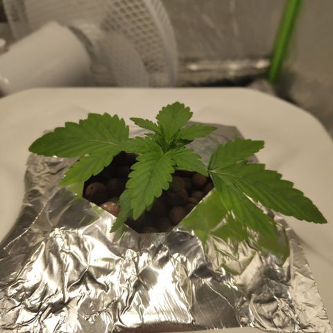 CBD Crack #2 growlog timeline photo