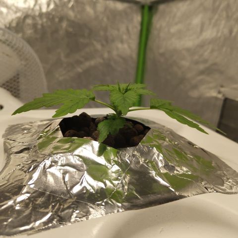 CBD Crack #2 growlog timeline photo