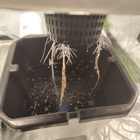 CBD Crack #2 growlog timeline photo