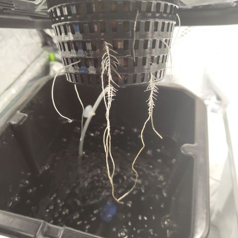DarkDevil #2 growlog timeline photo