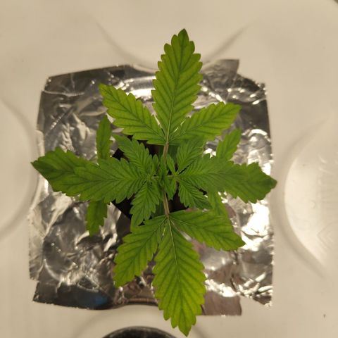 DarkDevil #2 growlog timeline photo