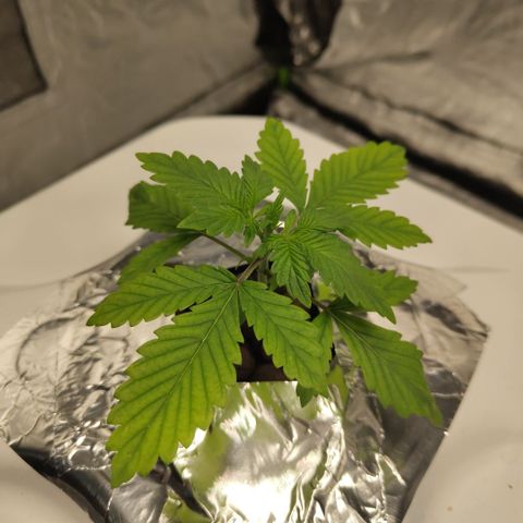 DarkDevil #2 growlog timeline photo