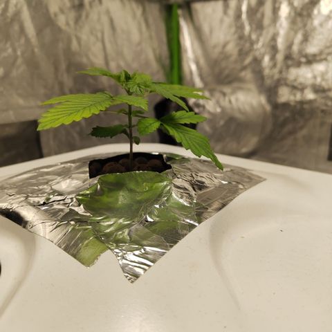 DarkDevil #2 growlog timeline photo