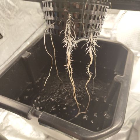 DarkDevil #2 growlog timeline photo