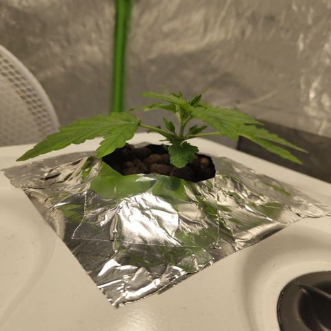 CBD Crack #2 growlog timeline photo