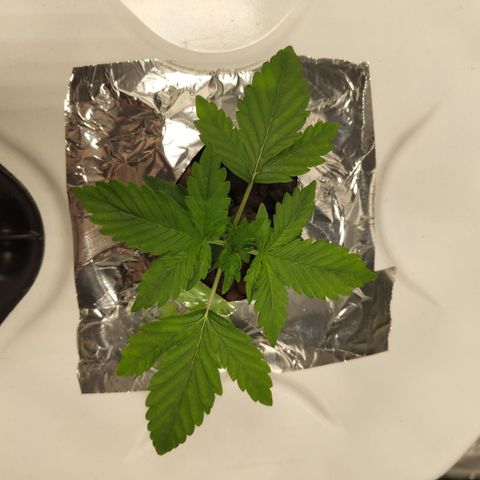 CBD Crack #2 growlog timeline photo