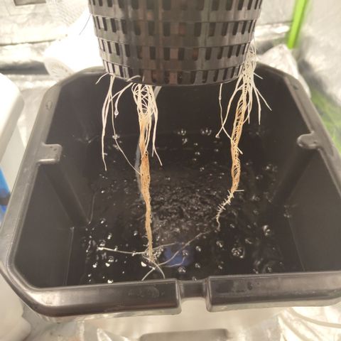 CBD Crack #2 growlog timeline photo