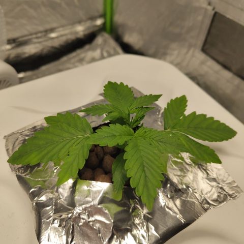 CBD Crack #2 growlog timeline photo