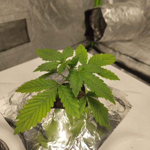 DarkDevil #2 growlog timeline photo