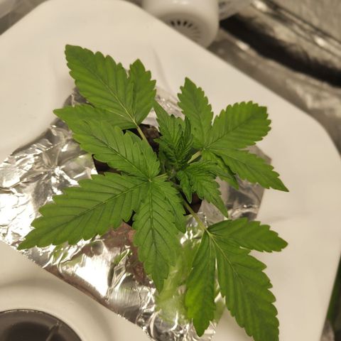 CBD Crack #2 growlog timeline photo