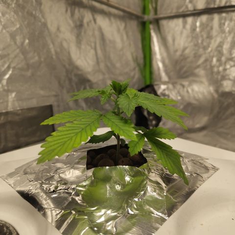 DarkDevil #2 growlog timeline photo