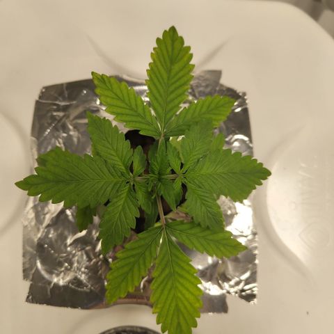 DarkDevil #2 growlog timeline photo