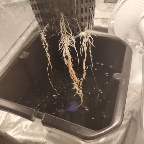 DarkDevil #2 growlog timeline photo