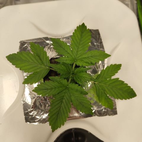CBD Crack #2 growlog timeline photo