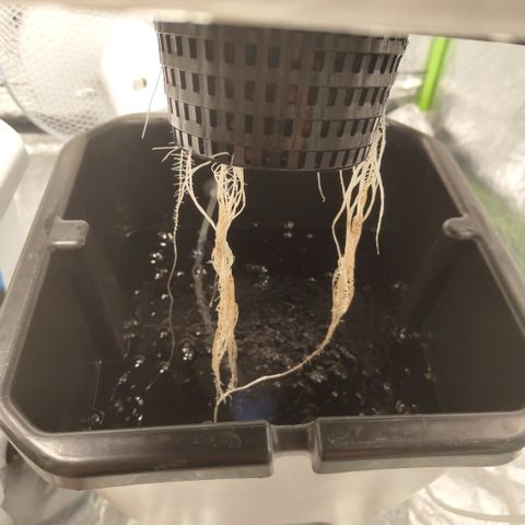 CBD Crack #2 growlog timeline photo