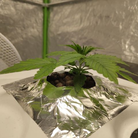CBD Crack #2 growlog timeline photo