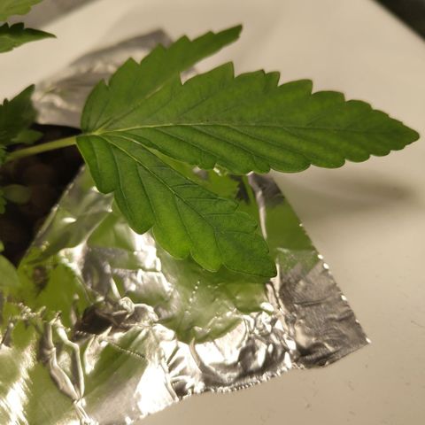 CBD Crack #2 growlog photo: Paleness