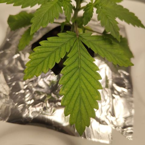 DarkDevil #2 growlog photo: Paleness plus some spotting coming