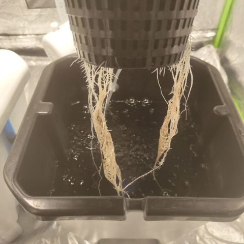 CBD Crack #2 growlog photo: Great growth