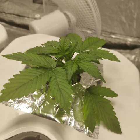 CBD Crack #2 growlog photo: Great growth