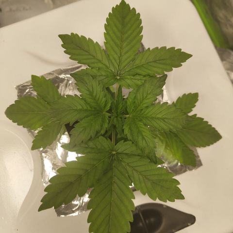 CBD Crack #2 growlog photo: Great growth