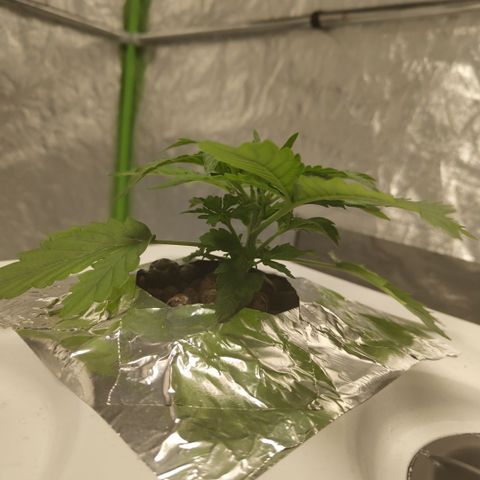 CBD Crack #2 growlog photo: Great growth