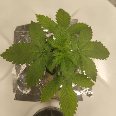 DarkDevil #2 growlog photo: Great growth, especially with roots