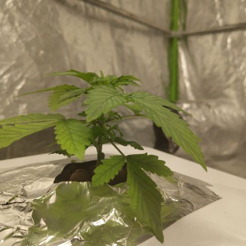 DarkDevil #2 growlog photo: Great growth, especially with roots