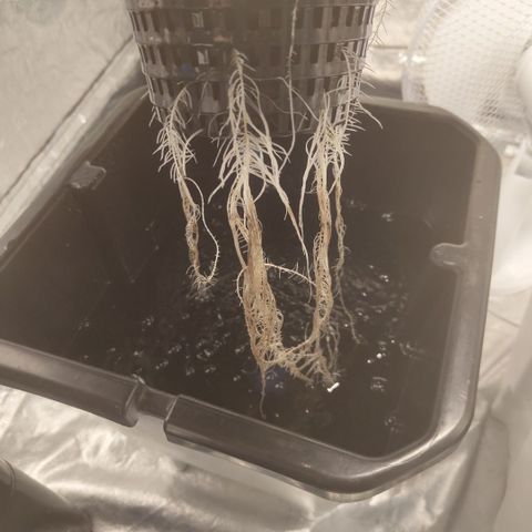 DarkDevil #2 growlog photo: Great growth, especially with roots