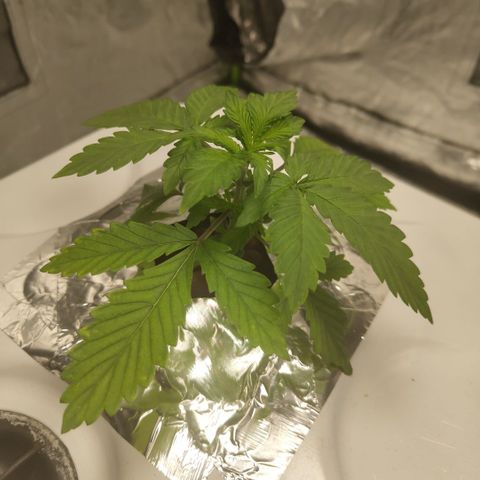 DarkDevil #2 growlog photo: Great growth, especially with roots