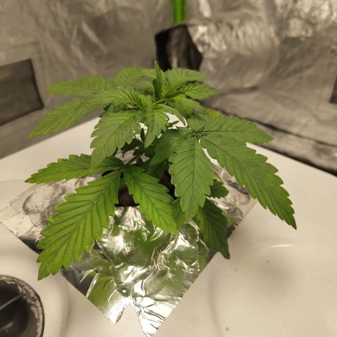 DarkDevil #2 growlog timeline photo