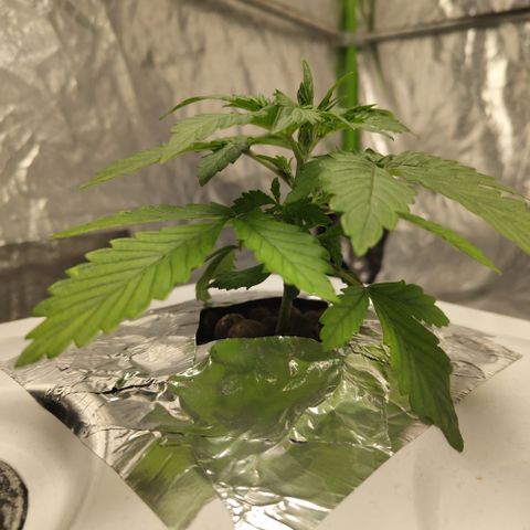 DarkDevil #2 growlog timeline photo