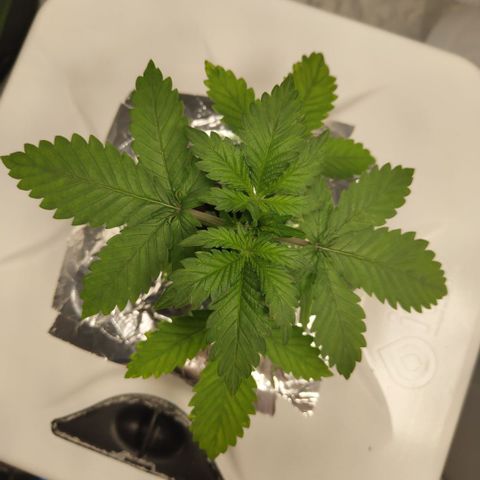 DarkDevil #2 growlog timeline photo