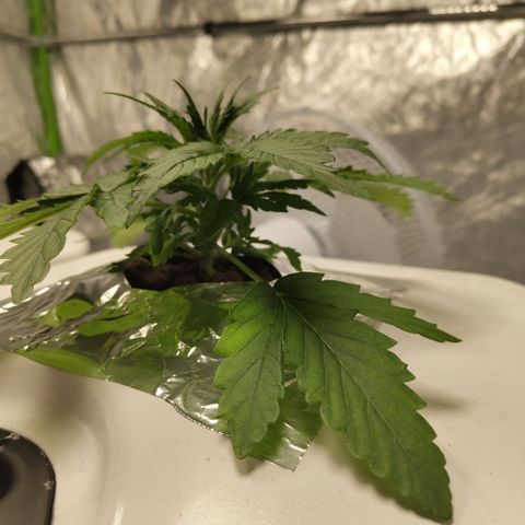 CBD Crack #2 growlog timeline photo