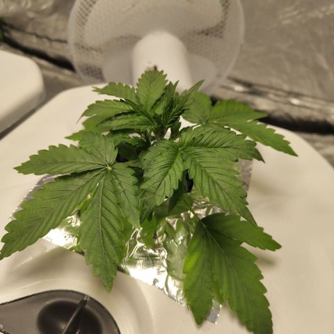 CBD Crack #2 growlog timeline photo
