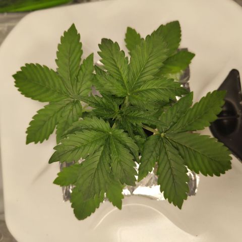 CBD Crack #2 growlog timeline photo