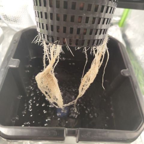 CBD Crack #2 growlog timeline photo