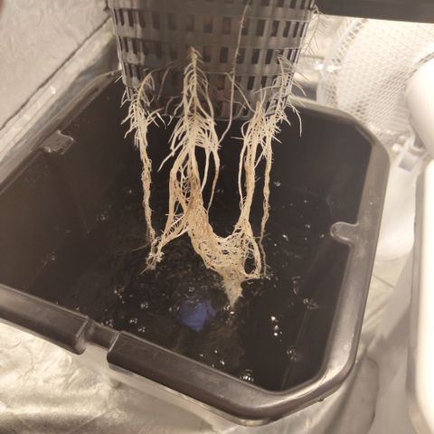 DarkDevil #2 growlog timeline photo