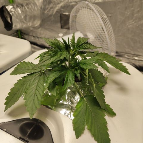 CBD Crack #2 growlog photo: Fast growing