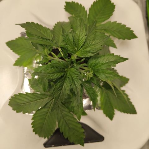 CBD Crack #2 growlog photo: Fast growing