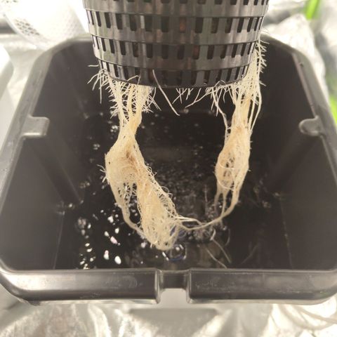 CBD Crack #2 growlog photo: Fast growing