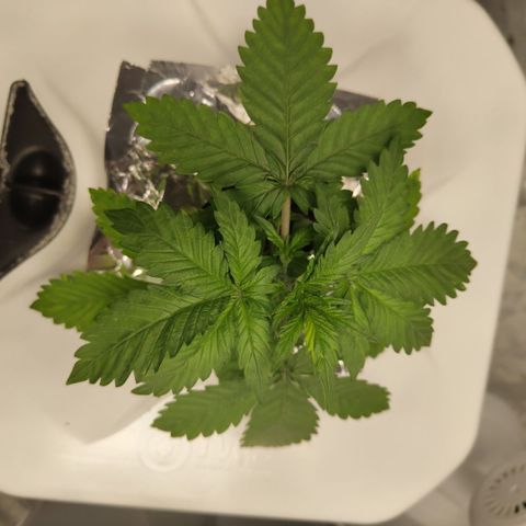 DarkDevil #2 growlog photo: Growing nicely