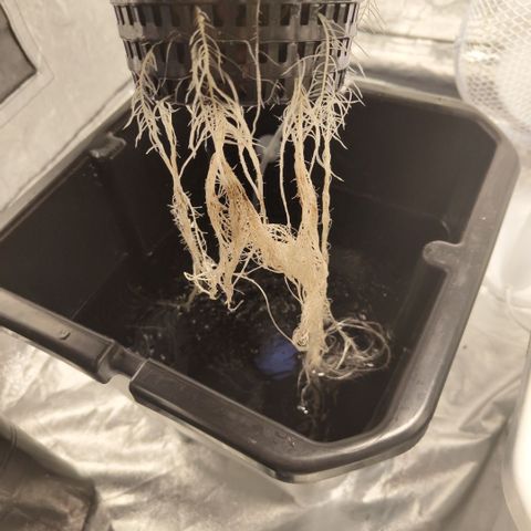 DarkDevil #2 growlog photo: Growing nicely