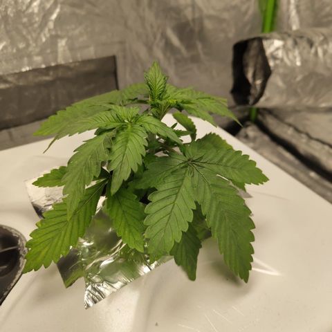 DarkDevil #2 growlog photo: Growing nicely