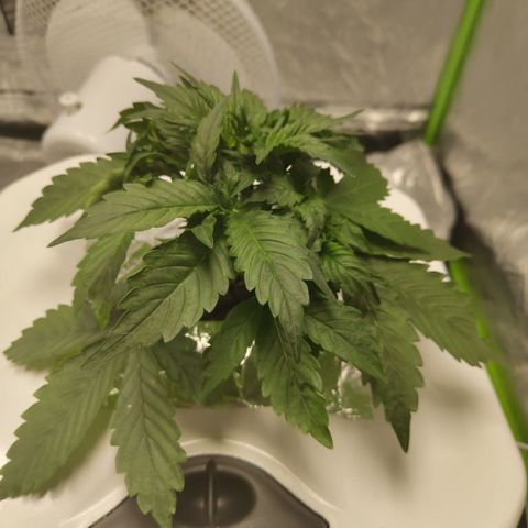 CBD Crack #2 growlog timeline photo